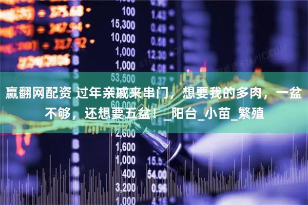 赢翻网配资 过年亲戚来串门,想要我的多肉,一盆不够,还想要五盆!_阳台_小苗_繁殖